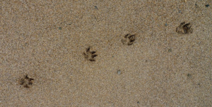 Paw Tracks - Evidence